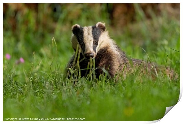 Evening Badger Encounter Print by Steve Grundy