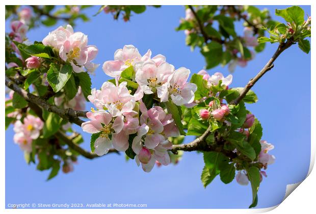 Apple Blossom Heralds the Spring Print by Steve Grundy