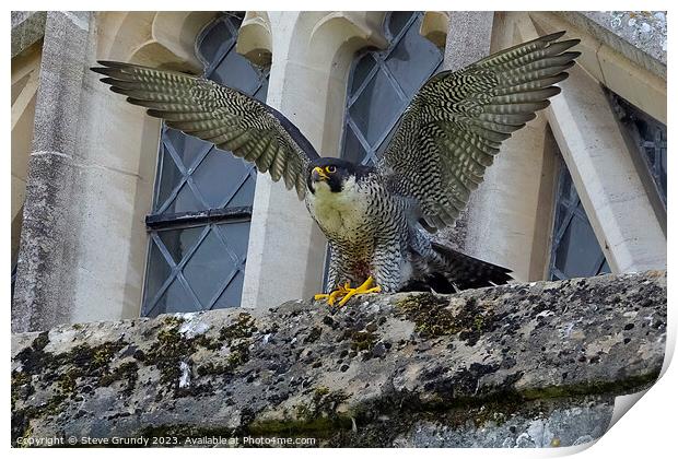 Winnie The Winchester Cathedral Peregrine Falcon Print by Steve Grundy