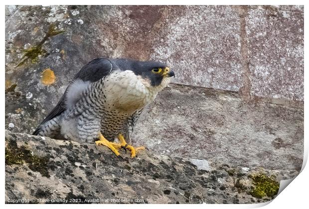 Peregrine Falcon at Winchester Cathedral (Winnie) Print by Steve Grundy