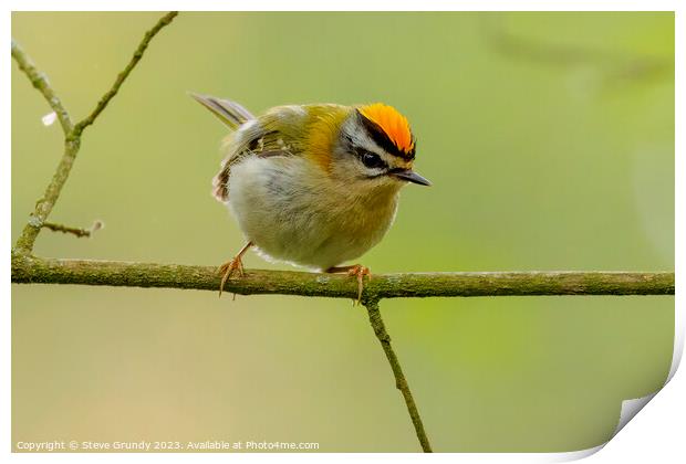 The Tiny Firecrest Print by Steve Grundy