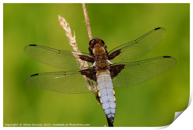 Broad Bodied Chaser Dragonfly Print by Steve Grundy