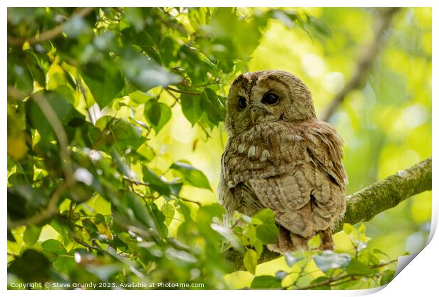 Silent Predator - Tawny Owl Print by Steve Grundy