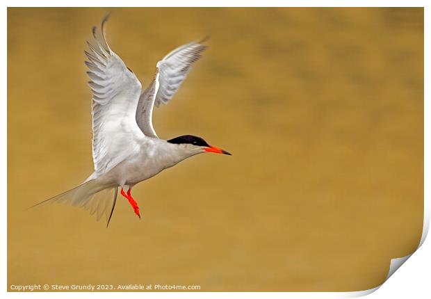 Common Tern Taking Flight  Print by Steve Grundy