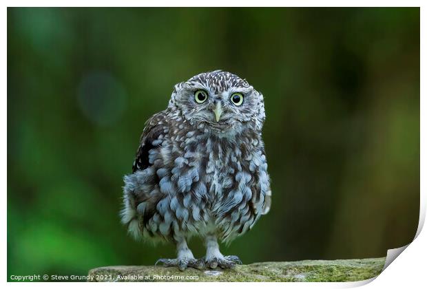 Cute Little Owl Staring Print by Steve Grundy