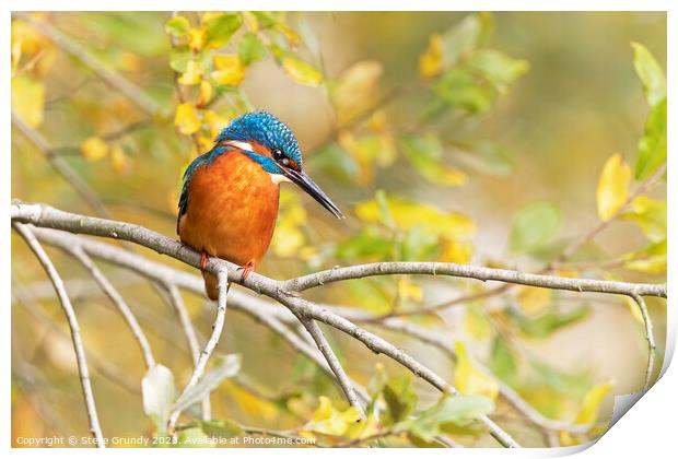 Elegant Autumnal (Fall) Kingfisher Print by Steve Grundy