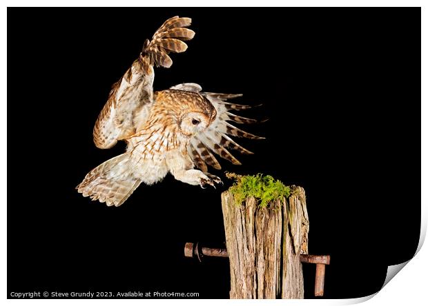 Wild Tawny Owl Flying Print by Steve Grundy