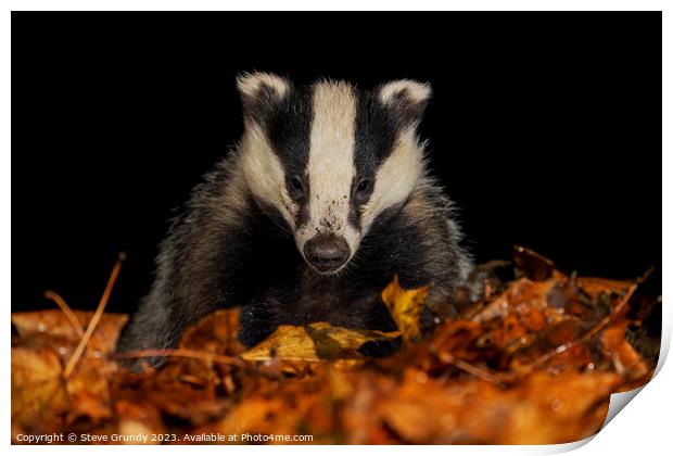 Badger Close up, in a Woodland Setting Print by Steve Grundy