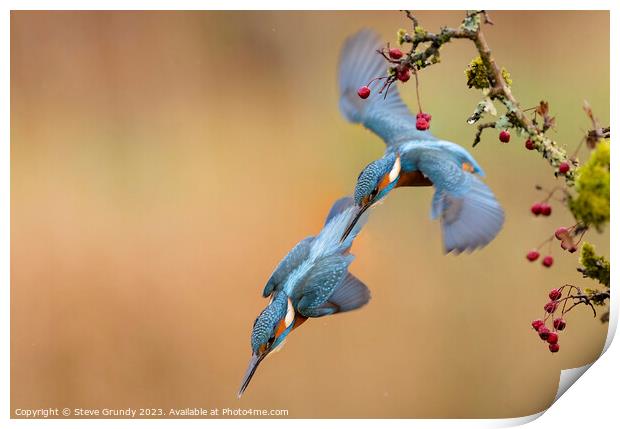 Kingfisher Dive Print by Steve Grundy