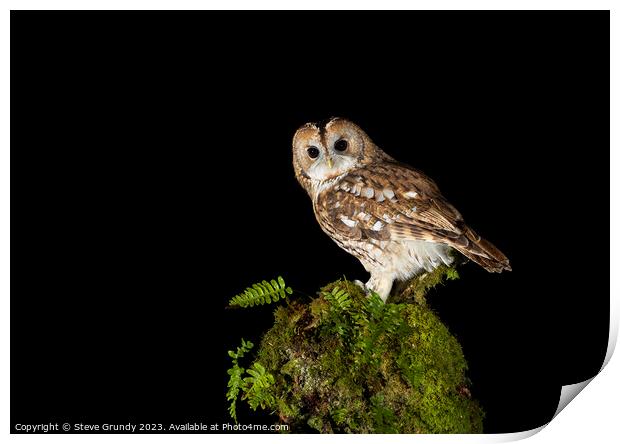 Night Owl Print by Steve Grundy