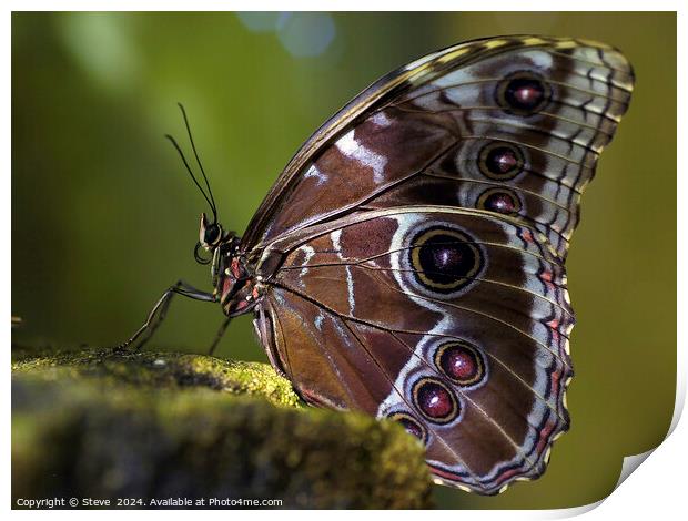 Macro Image of Beautiful Patterns on the Wing of a Blue Morpho Butterfly Print by Steve 