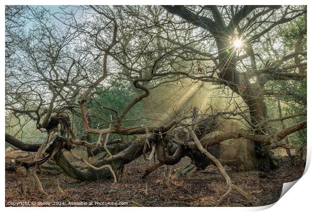 Sunlight Streaming Through Ancient Oak Trees, Staverton Thicks, Suffolk Print by Steve 