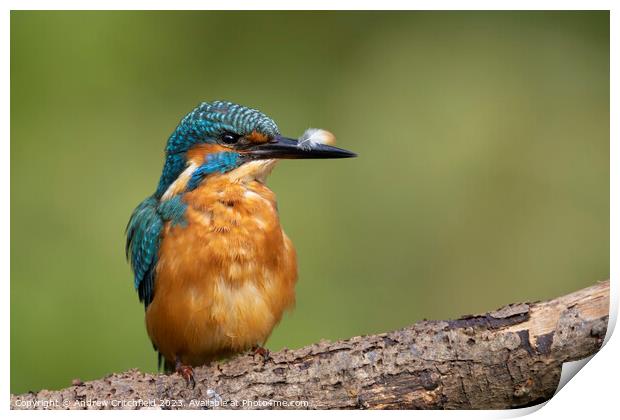 Kingfisher Print by Andy Critchfield