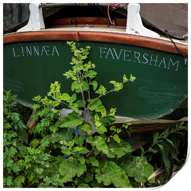 Standard Quay, Faversham Print by Tom Lloyd