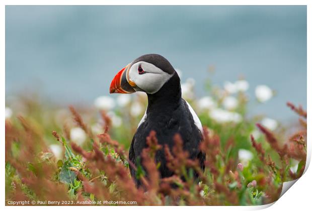 Puffin peering from surrounding gorse  Print by Paul Berry