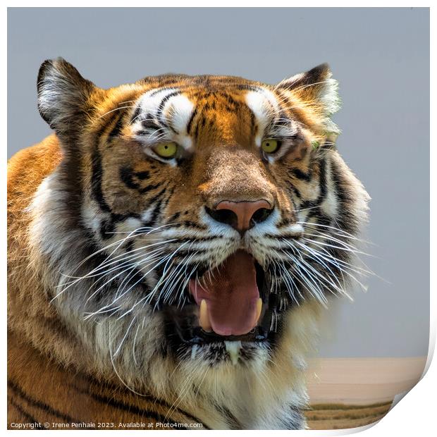 Majestic Tiger Roars for the Camera Print by Irene Penhale