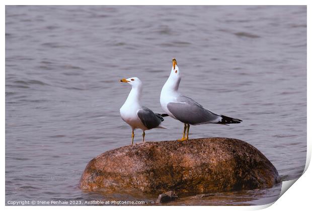 Graceful Seabirds Print by Irene Penhale