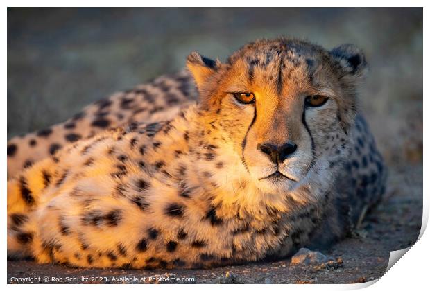 An African cheetah basks in the late afternoon sun Print by Rob Schultz