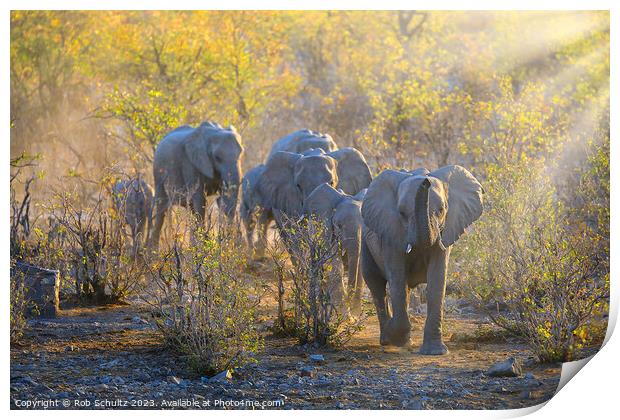 Africa elephants walk to the watering hole at sunset in Namibia  Print by Rob Schultz