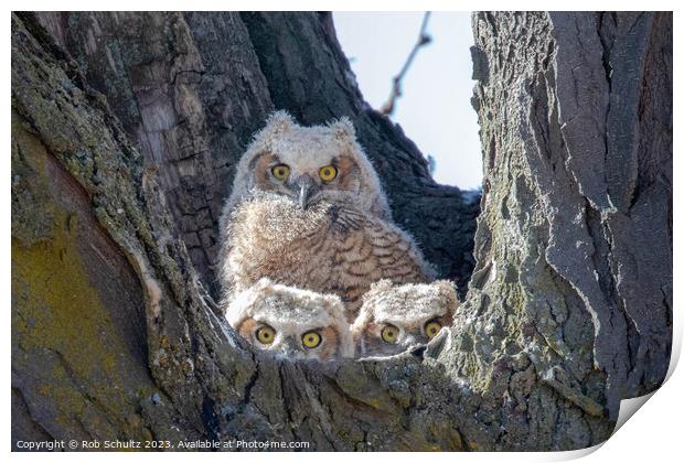 Great Horned Owl Chicks in Nest Print by Rob Schultz