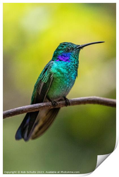 Beautiful green violet ear hummingbird Print by Rob Schultz