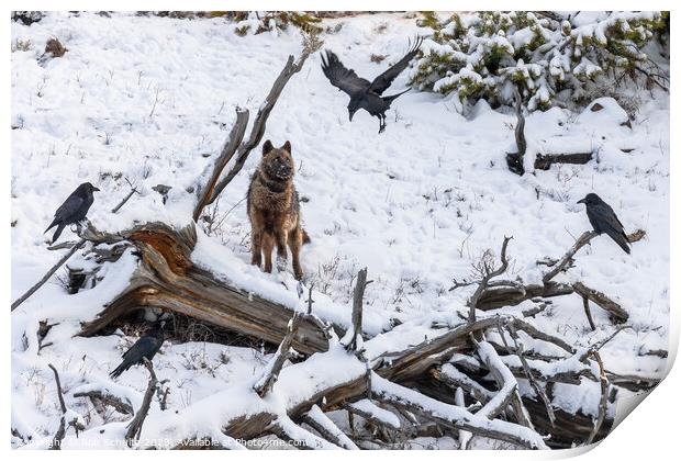 Gray Wolf and Ravens in Yellowstone National Park Print by Rob Schultz