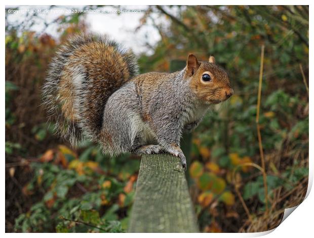 A squirrel standing on fence Print by Mark Tyson