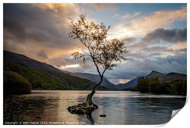 Lone Tree, Llyn Padarn Print by Pete Mainey