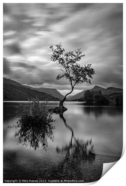 The Lone Tree Print by Pete Mainey