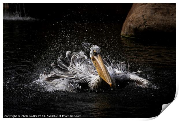 Valencian Pelican Print by Chris Laidler