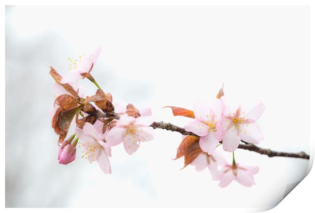 Sakura Cherry Blossom Print by Alex Fukuda