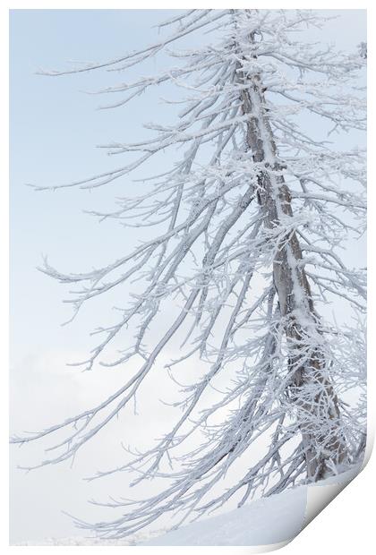 Last Winter Print by Alex Fukuda