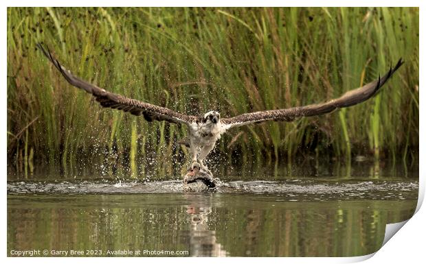 Osprey's Aerial Triumph with Trout Print by Garry Bree