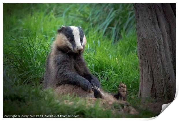 Badger sitting upright Print by Garry Bree
