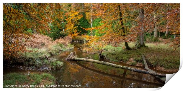 Autumnal New Forest Print by Garry Bree