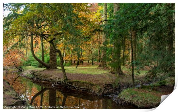 Autumnal New Forest Print by Garry Bree