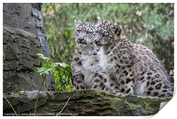 Snow Leopard Cubs Print by Garry Bree