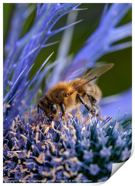 Bee on Sea Holly Print by David Macdiarmid
