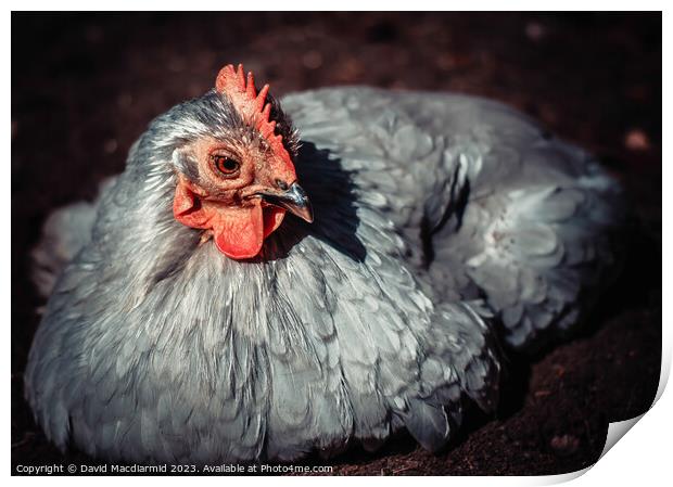 Lavender Pekin Chicken enjoying a dust bath Print by David Macdiarmid