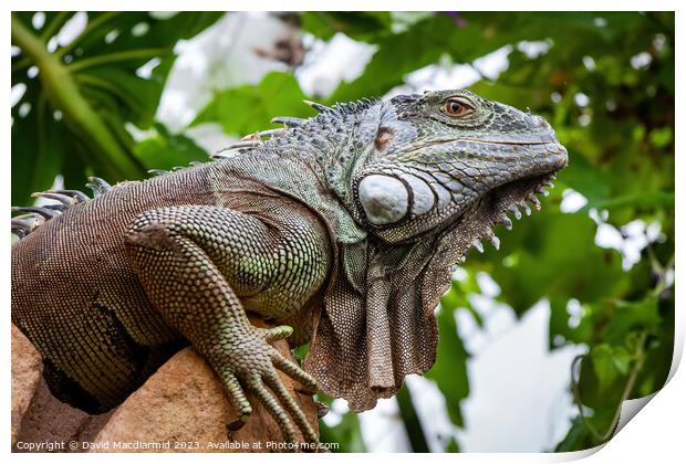 Green Iguana Print by David Macdiarmid