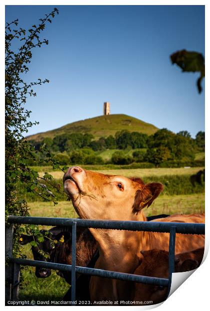 Glastonbury Tor Cows Print by David Macdiarmid
