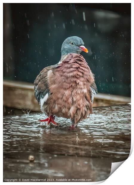 Rainy Day Pigeon Print by David Macdiarmid