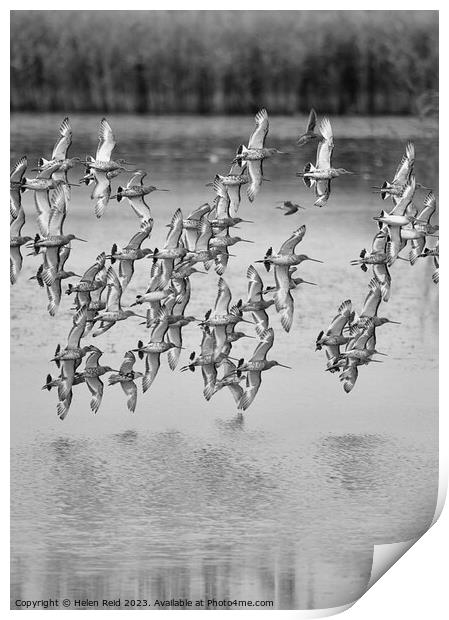 Wader birds in flight Print by Helen Reid