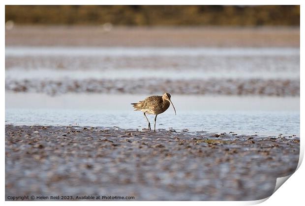 Curlew wader bird on the wet sand  Print by Helen Reid