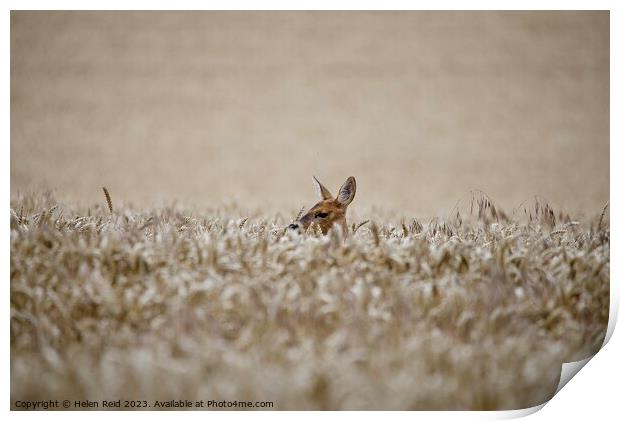 A Roe Deer doe head popping out over wheat crop field Print by Helen Reid