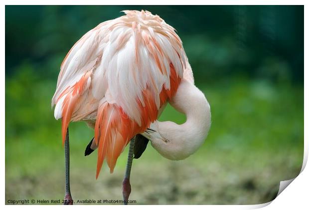 Pink Flamingo Print by Helen Reid