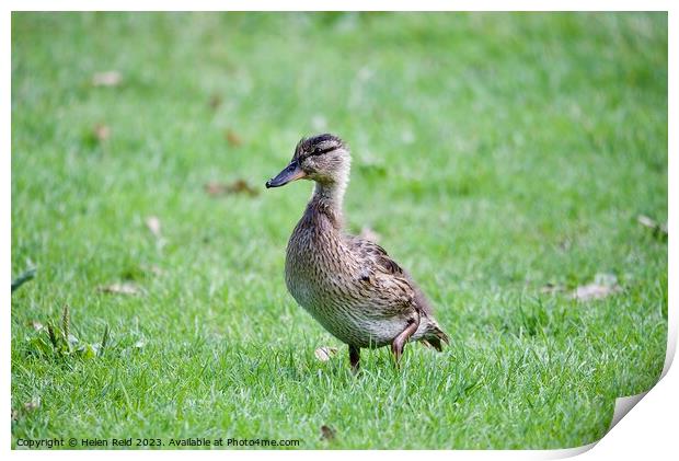 Young mallard duck Print by Helen Reid