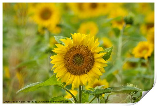 Sunflower Plant Print by Helen Reid