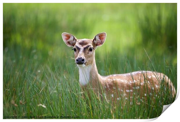 Sika deer Animal on the field Print by Helen Reid
