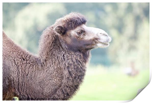 A close up of a Bactrian Camel - Knowsley Safari Park Print by Helen Reid